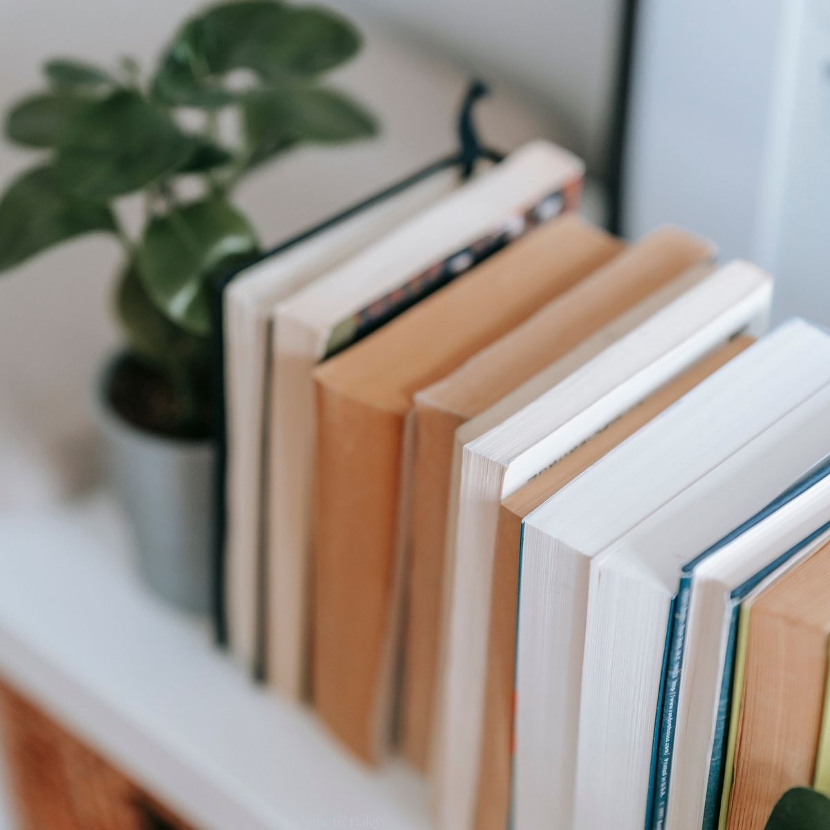 a row of books on a shelf next to a plant