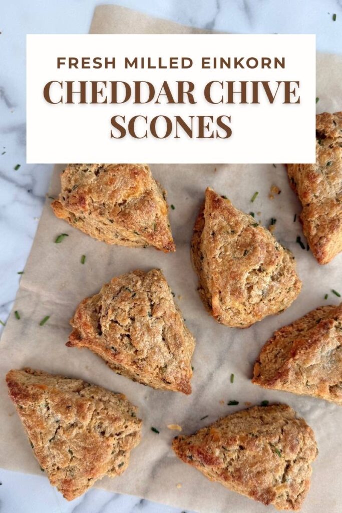 fresh milled einkorn cheddar chive scones on parchment paper