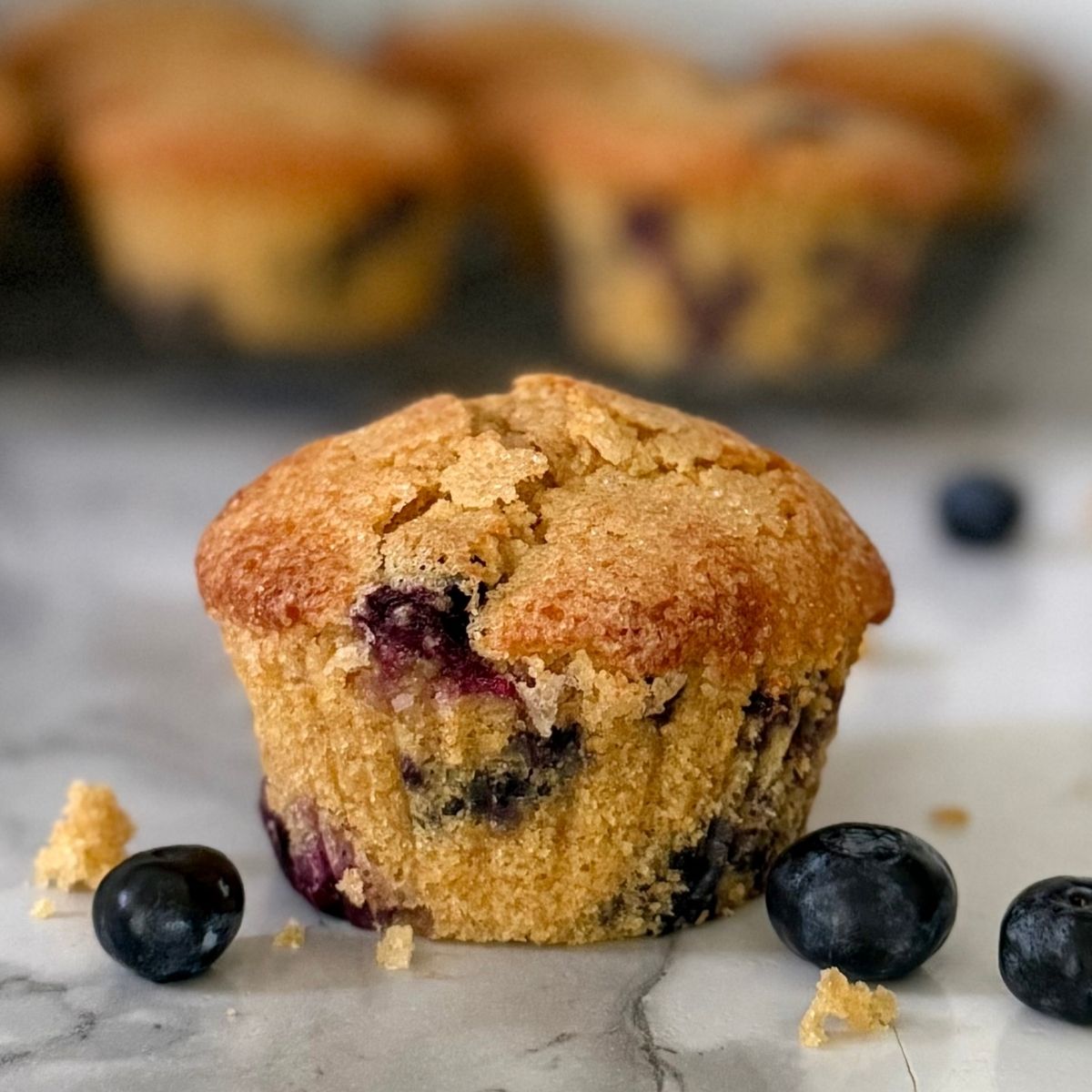 bakery style einkorn blueberry muffin with fresh blueberries